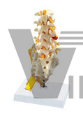 Lumbar vertebrae sacrum with nerves model